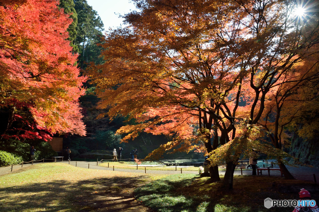 明月院　紅葉と赤地蔵