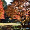 明月院　紅葉と赤地蔵
