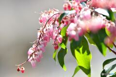 綺麗な花には毒がある