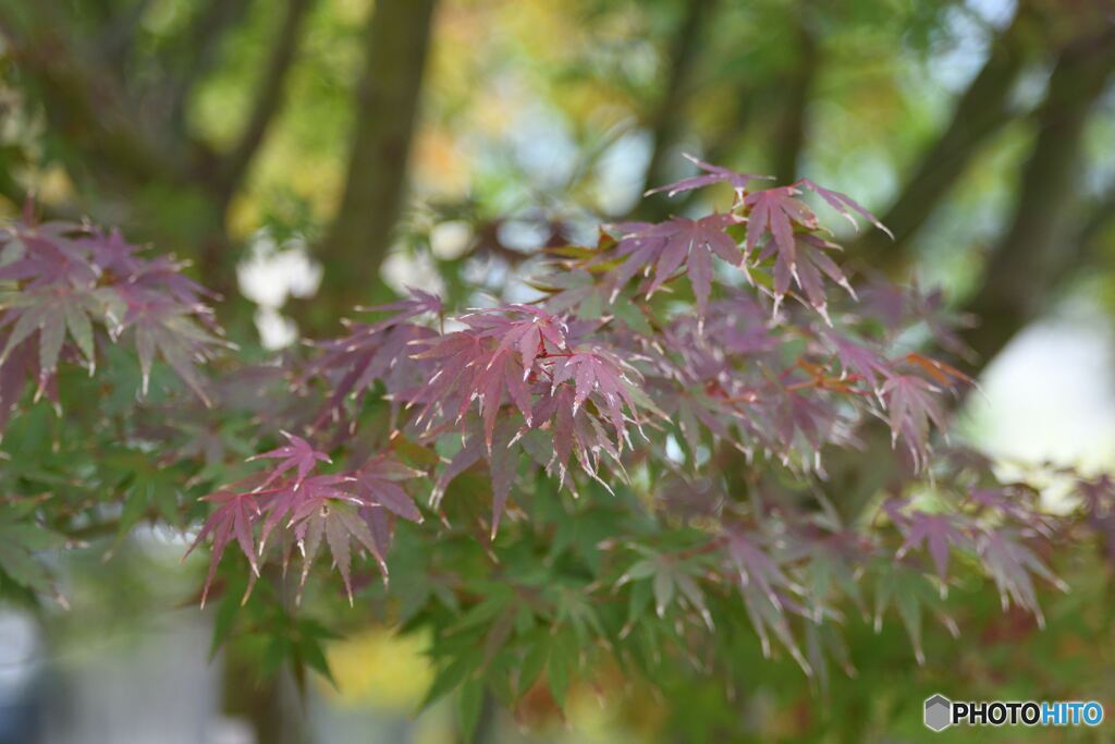 今年の紅葉は？