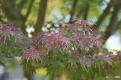 今年の紅葉は？