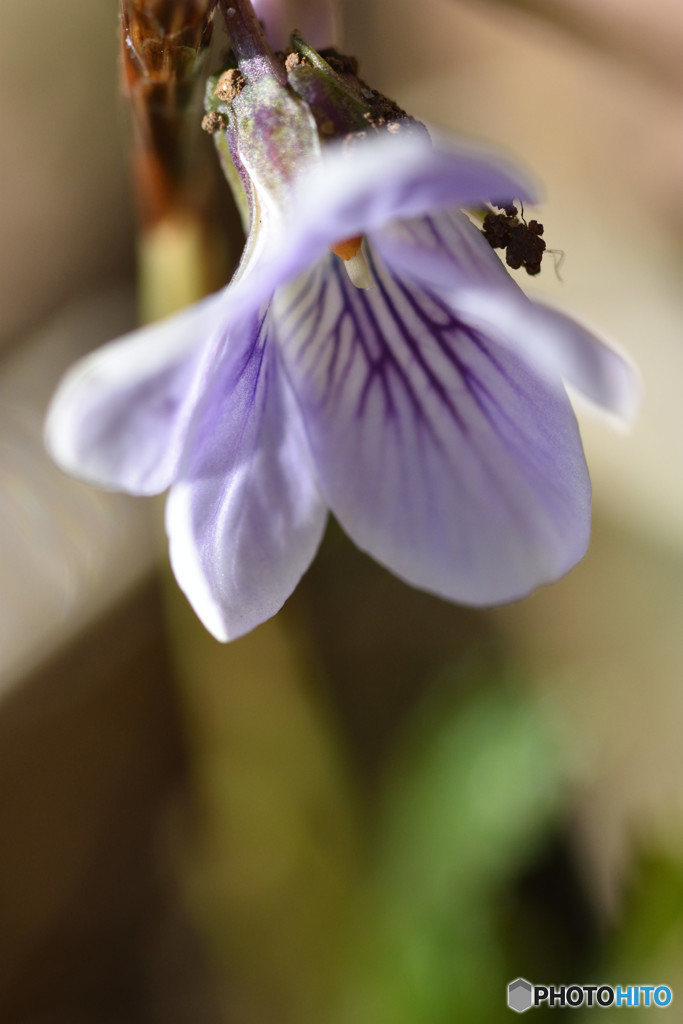 スミレの花咲く頃