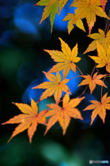 散歩がてらの紅葉狩り　Ⅷ