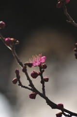 春薫る梅一輪