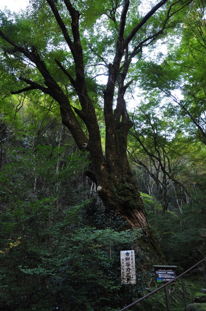 樹齢８００年以上