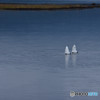 DUET