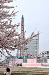 みなとみらいの桜③　観覧車