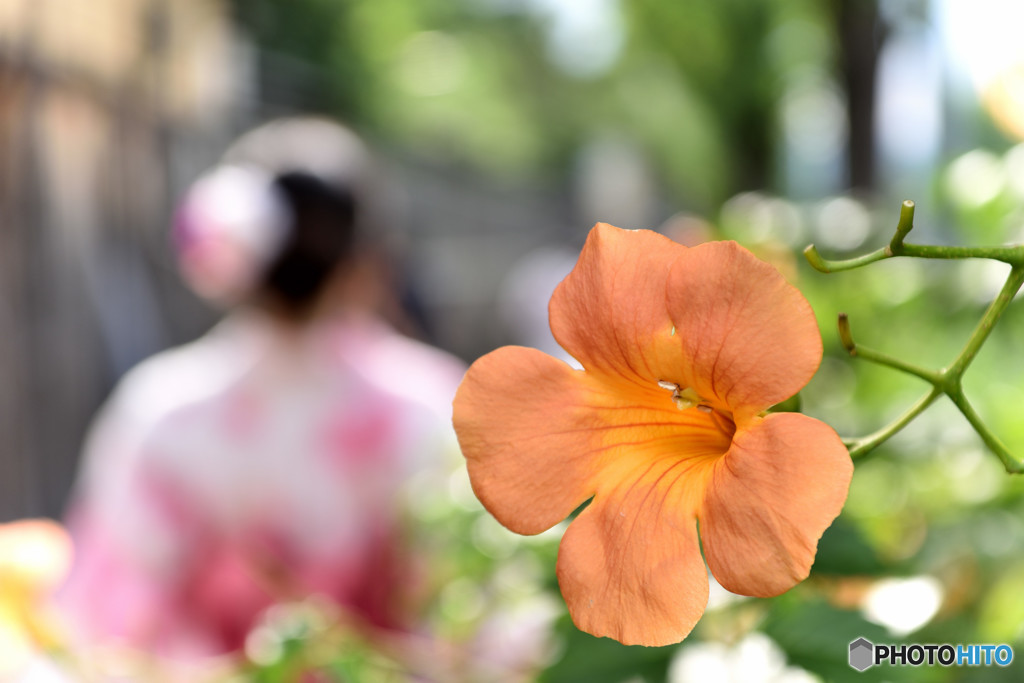 京都の夏