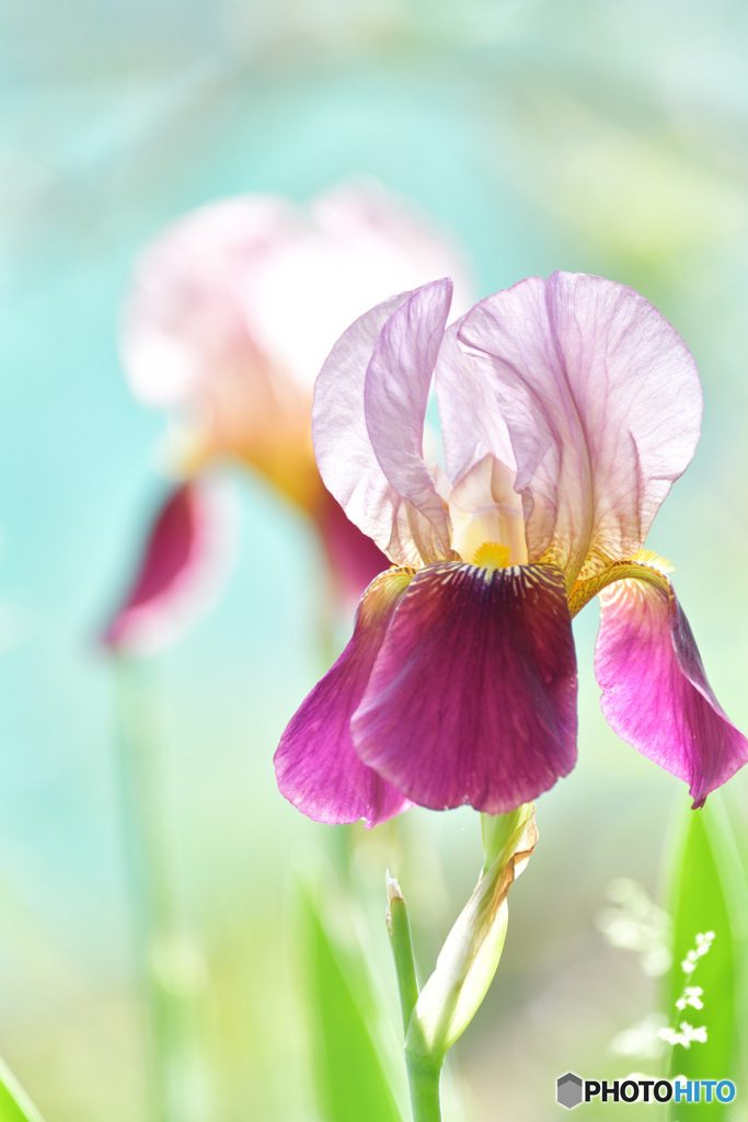 Rainbow flower