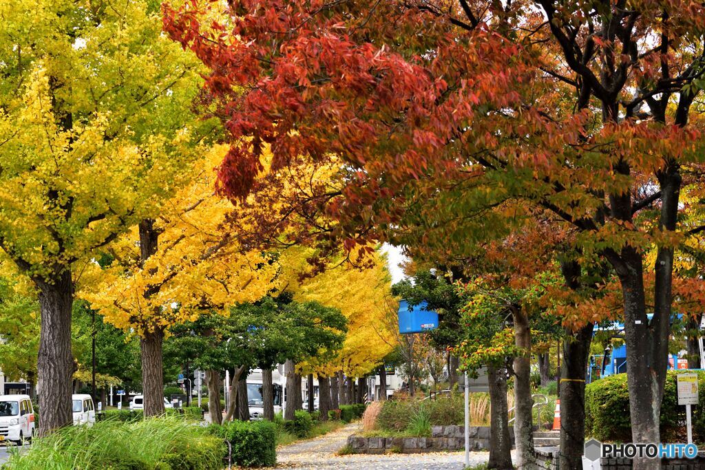近場の紅葉