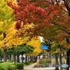 近場の紅葉