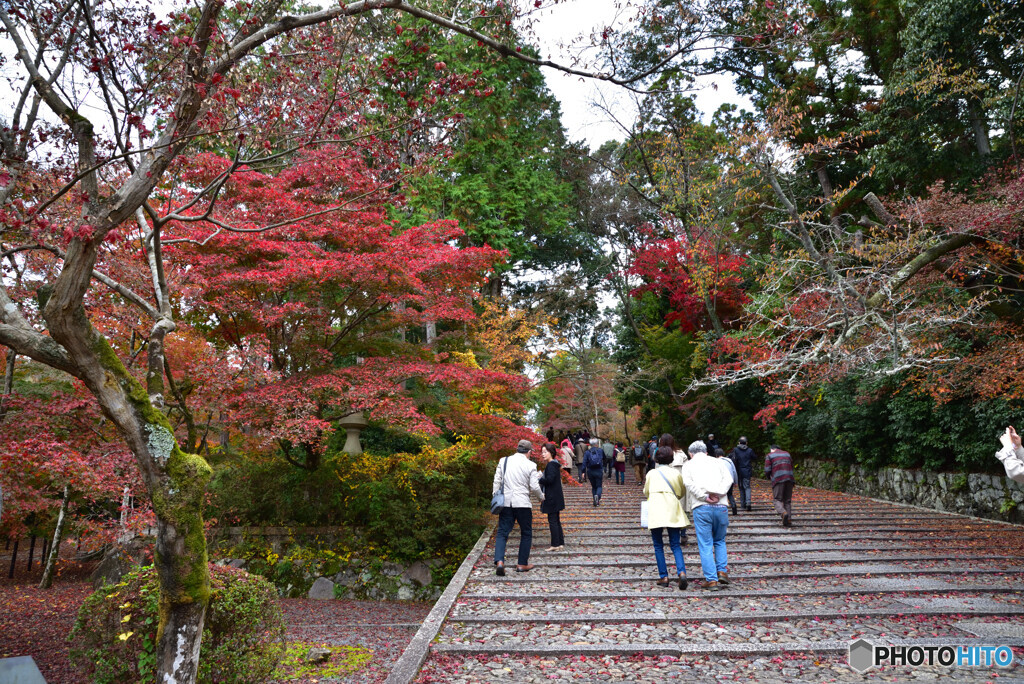 京都の紅葉２０２０　その１９