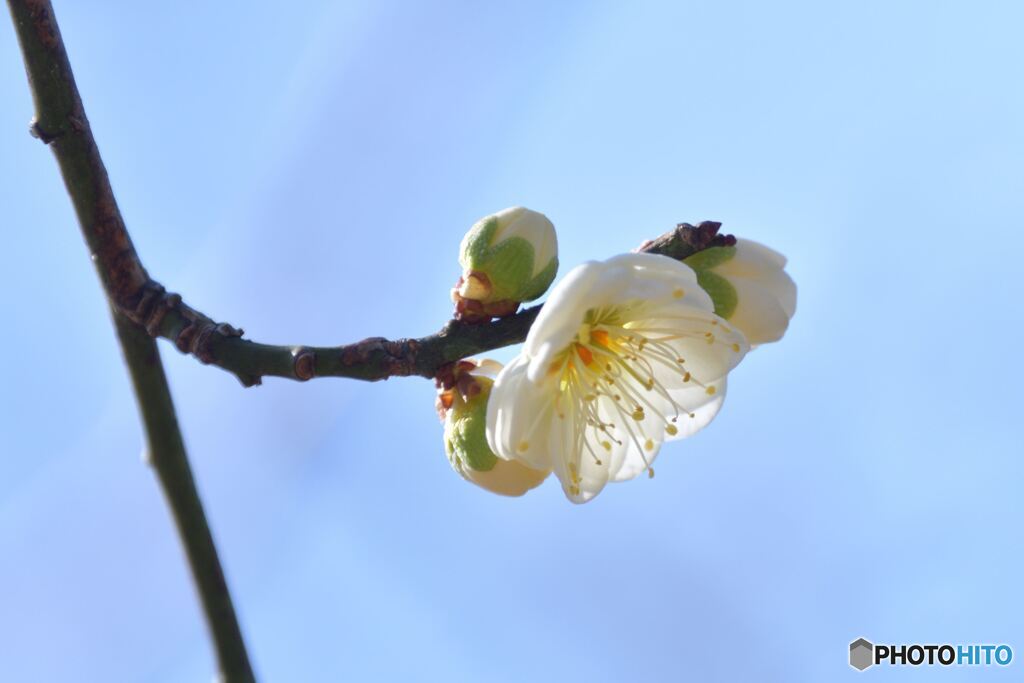 リョクガクバイ　お前もか