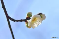 リョクガクバイ　お前もか