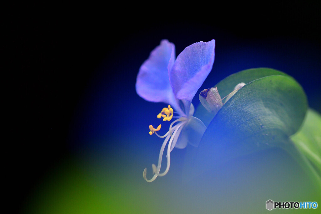 Dayflower