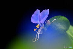 Dayflower