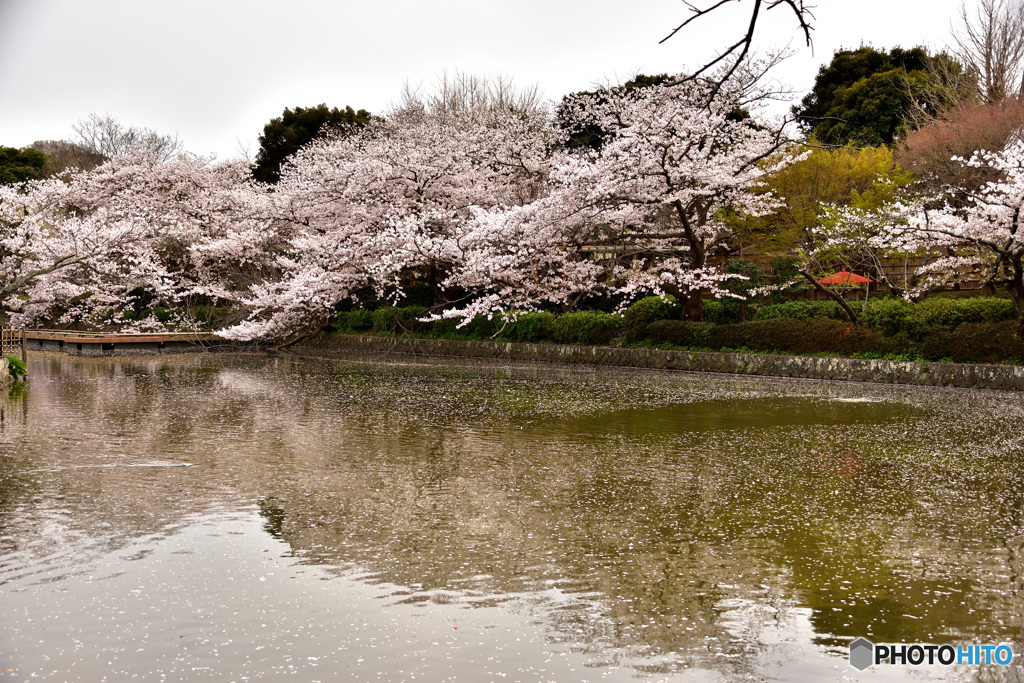鎌倉桜めぐり　その５
