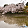 鎌倉桜めぐり　その５