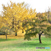 Yellow & Green