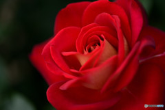 恋は紅いバラ