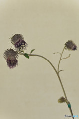 押し花