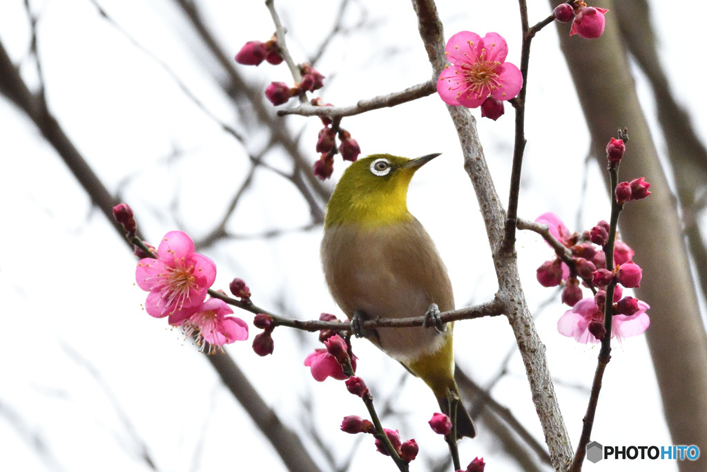 今年最初の梅ジロー