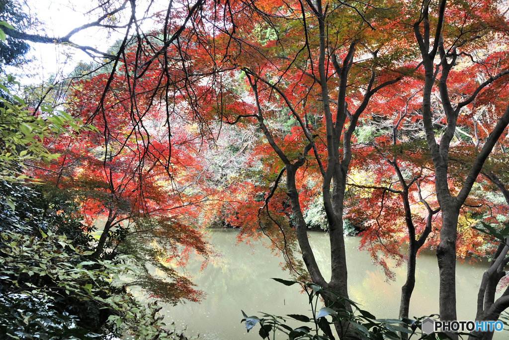 晩秋の池　その３