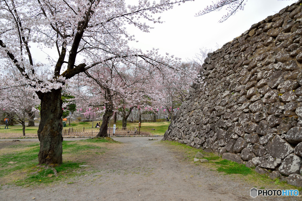 信州桜めぐり　小諸城址　懐古園　③