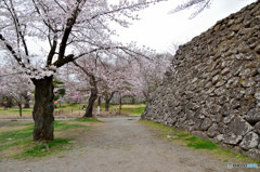 信州桜めぐり　小諸城址　懐古園　③