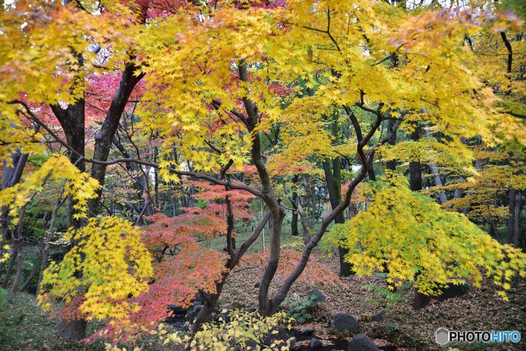 北の丸公園　その４