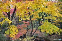 北の丸公園　その４