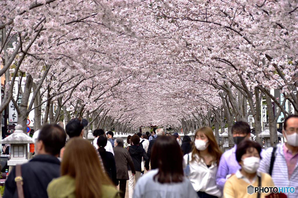 鎌倉桜めぐり　その６