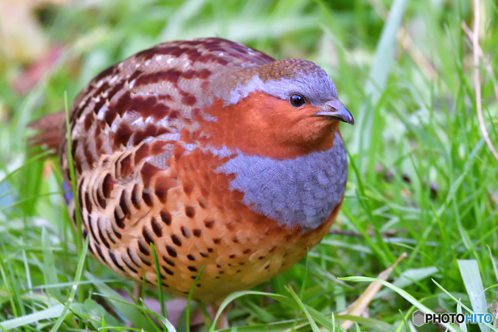 初鳥（撮り）　その５