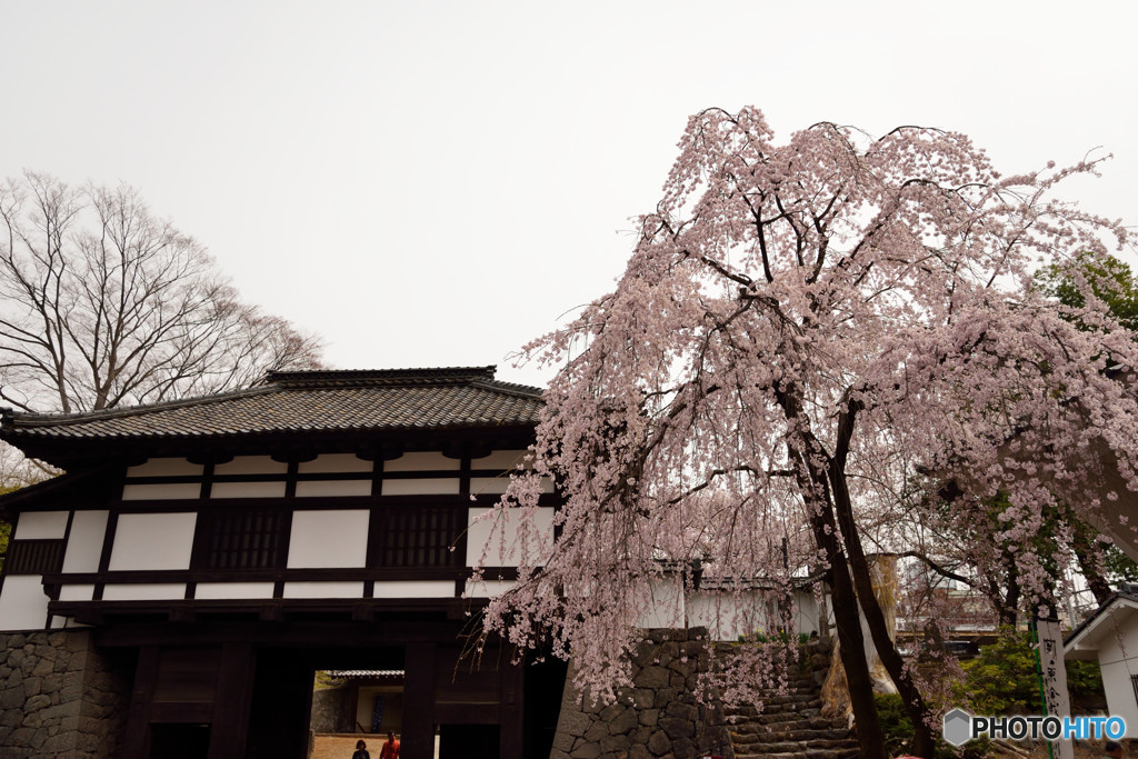 信州桜めぐり　小諸城址　懐古園　②