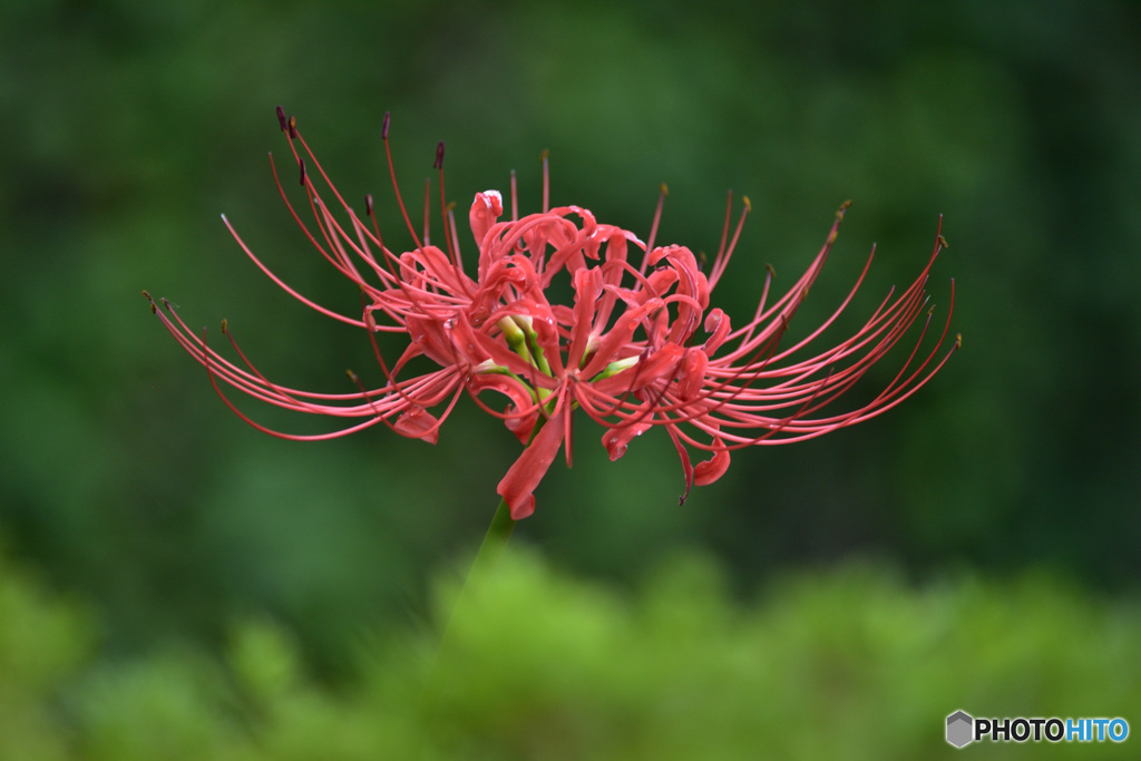 Red in Green