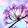 桜扇