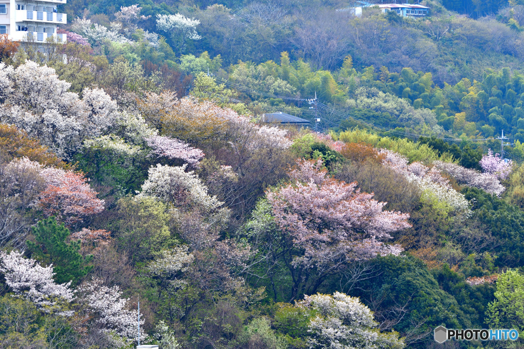 春色の山