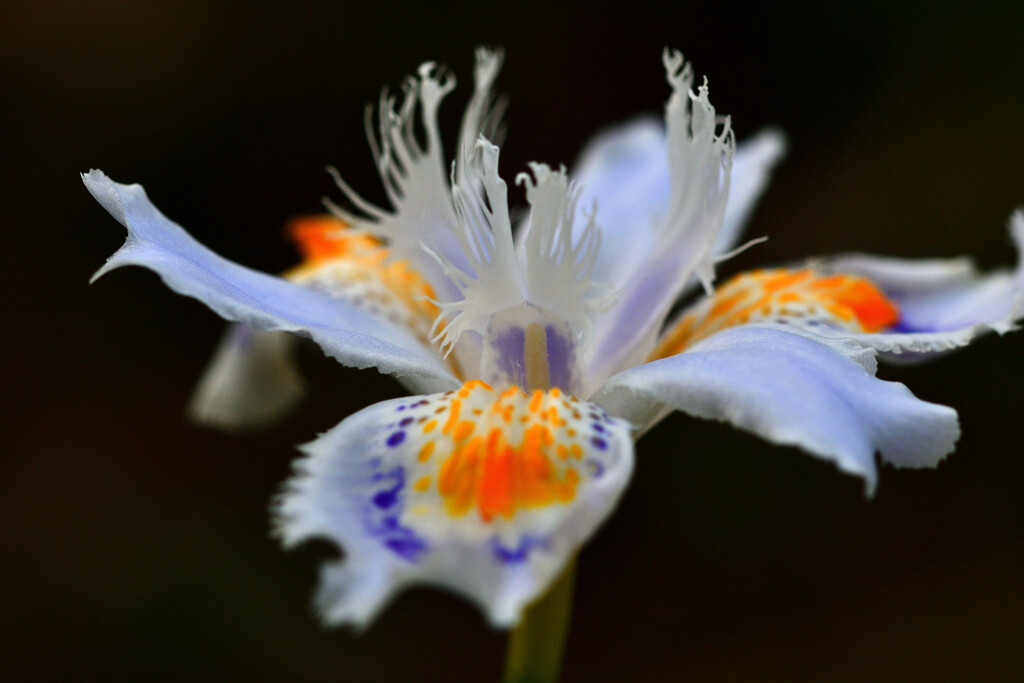 Fringed iris