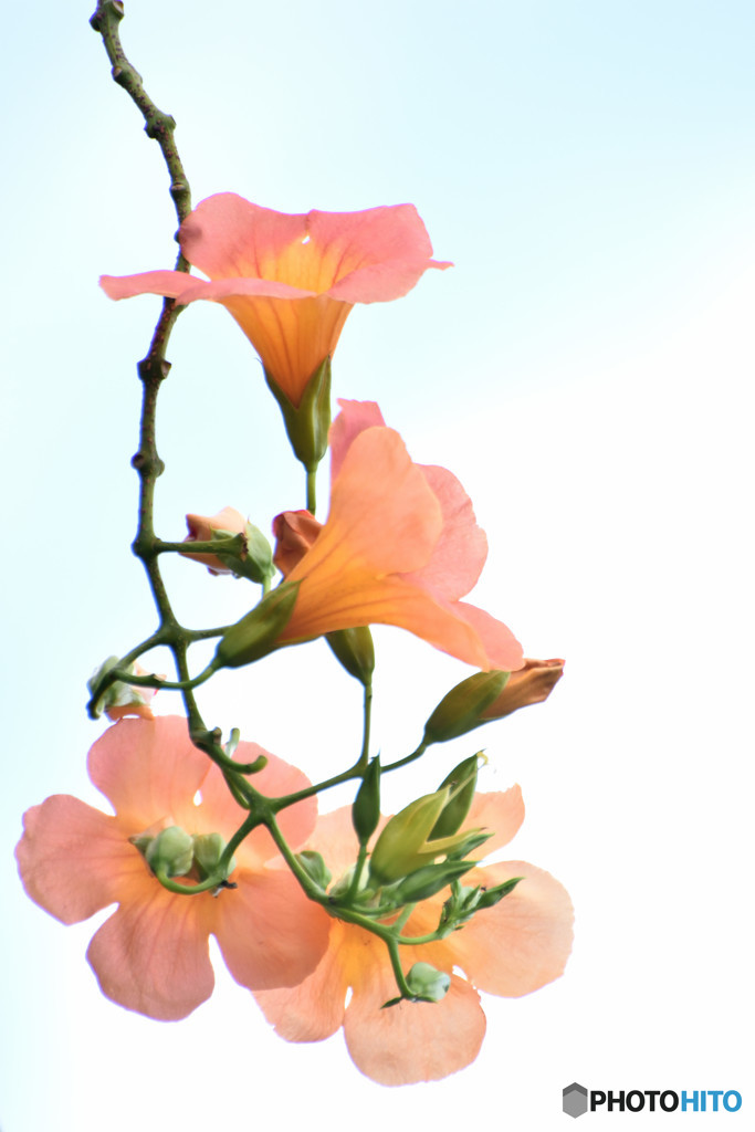 凌霄花