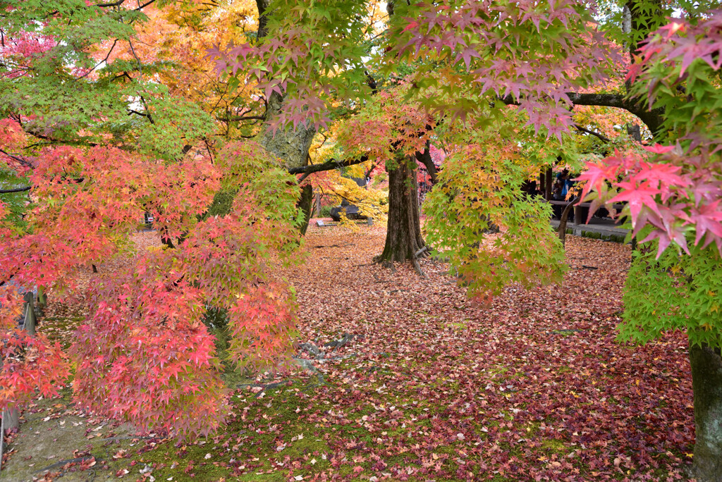 京都の紅葉２０２０　その１０