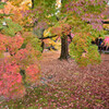 京都の紅葉２０２０　その１０