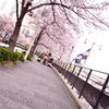 みなとみらいの桜⑤　ママ友