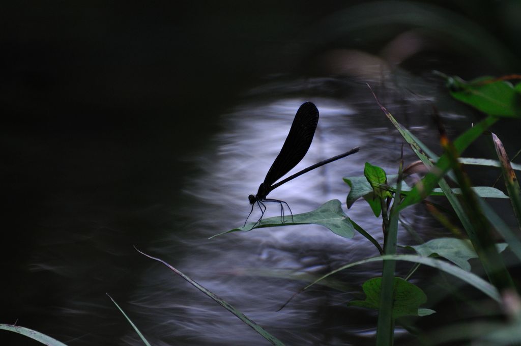 幻想