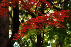 緑の林の鮮やかな赤