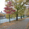 セーヌ川の紅葉