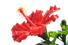 夏の花・南国の花
