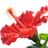 夏の花・南国の花