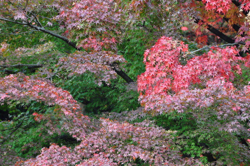 不揃いの美しさ