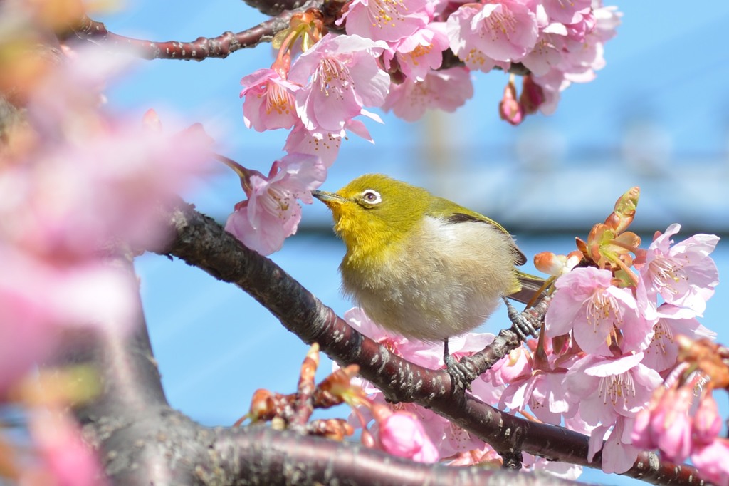 可愛い目をしたキュージロー