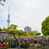 藤とツリーとちょっぴり青空